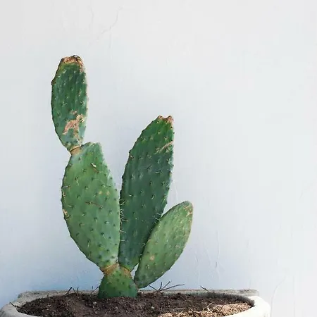 Feriehus Vacanze S'arrexina Rudalza