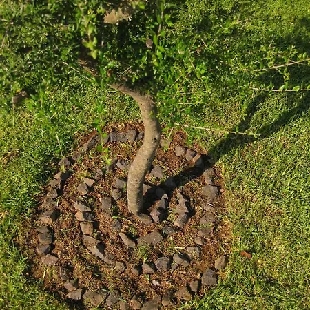 Vacanze S'arrexina Rudalza